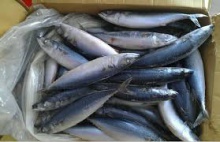 frozen horse mackerel fish - product's photo
